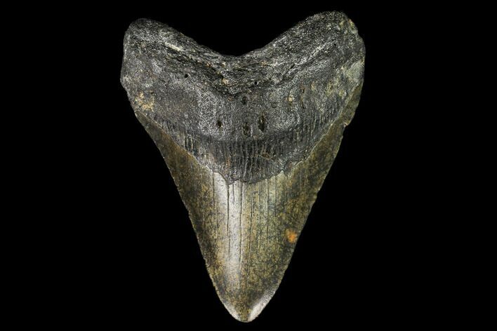 Fossil Megalodon Tooth - North Carolina #108986